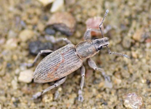 Réf. 219 840 : Tanymecus palliatus